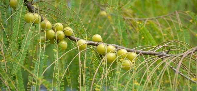 Benefits of Indian Gooseberry or Amla